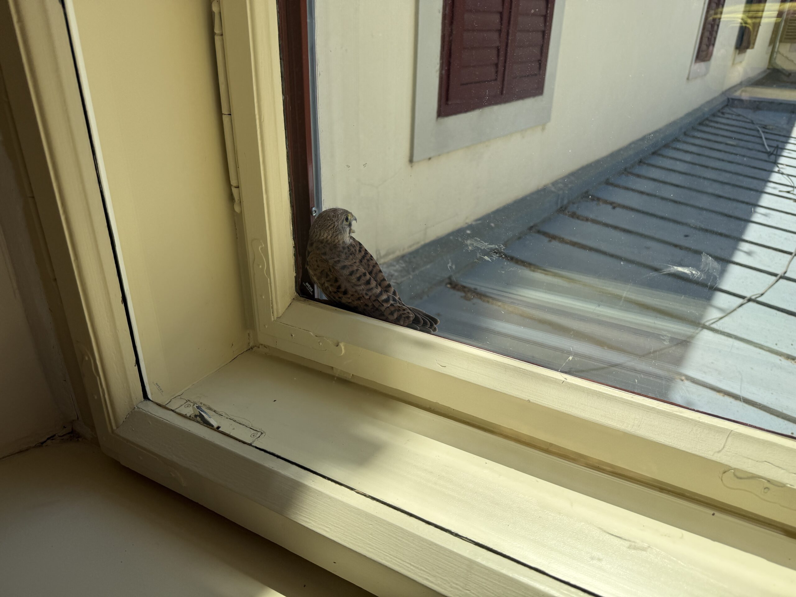 Tierrettung im Schloss Tribuswinkel: Turmfalke aus misslicher Lage befreit