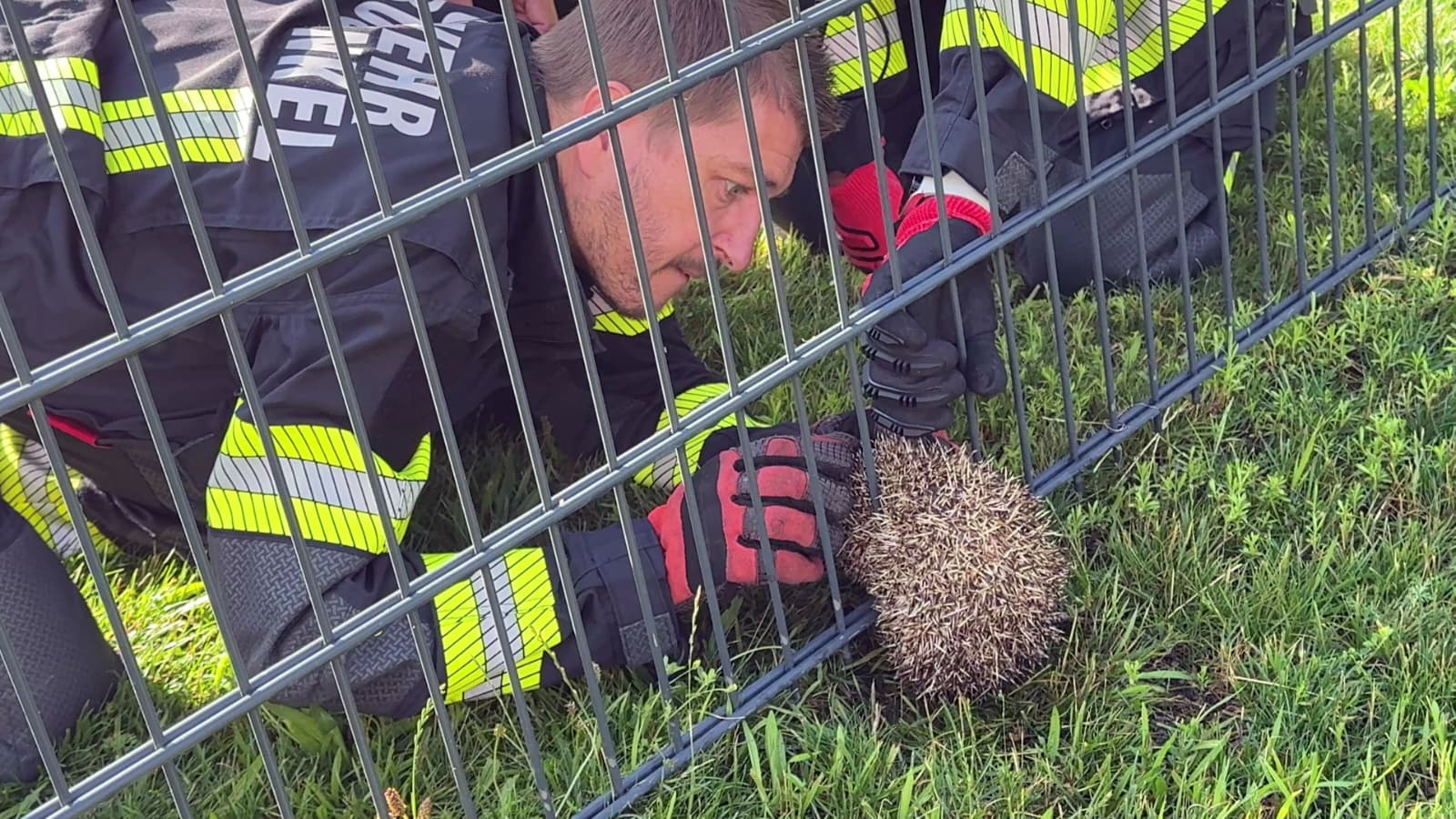 Igel steckt im Gartenzaun